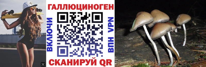 мега зеркало  Суджа  Псилоцибиновые грибы Psilocybe  цены наркотик 
